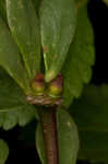 Paraguayan purslane